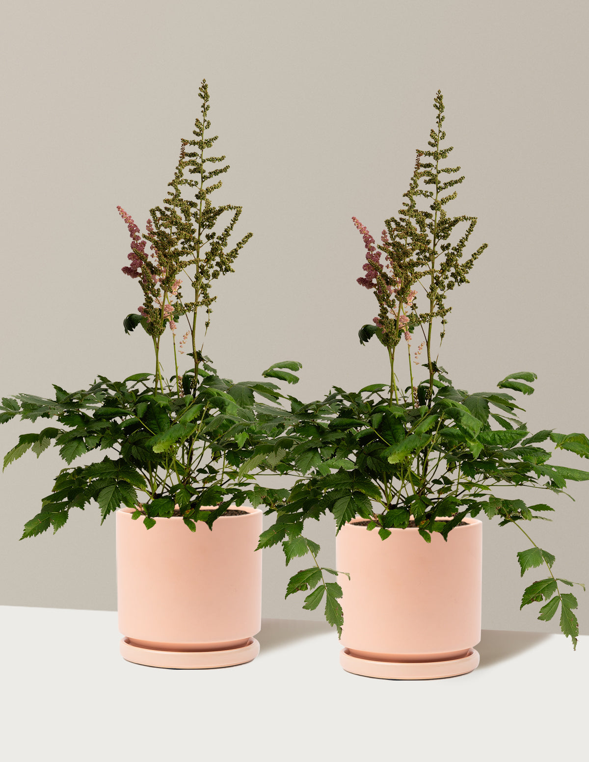 Vision in Pink Astilbe