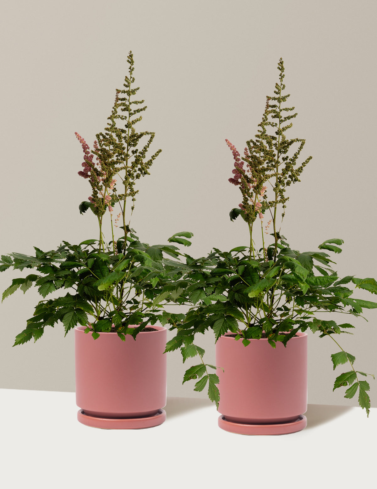 Vision in Pink Astilbe