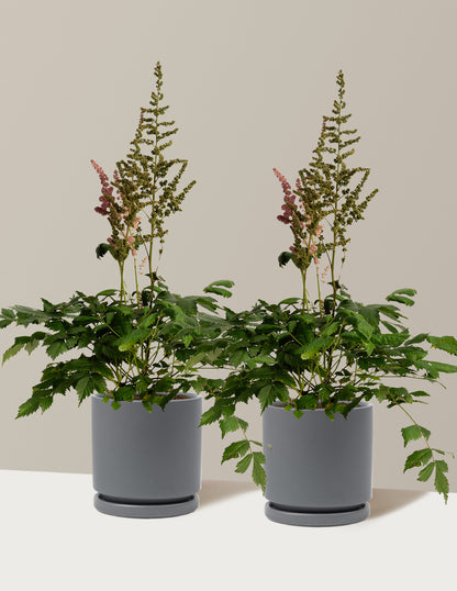 Vision in Pink Astilbe