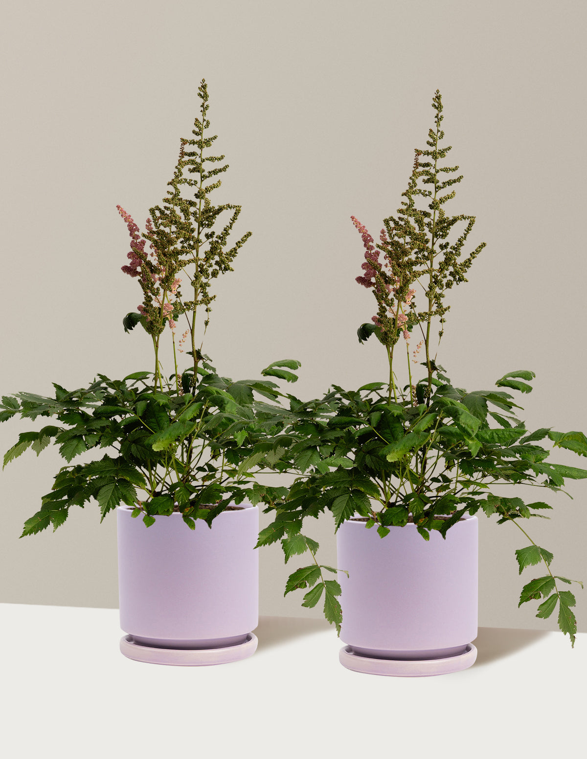 Vision in Pink Astilbe