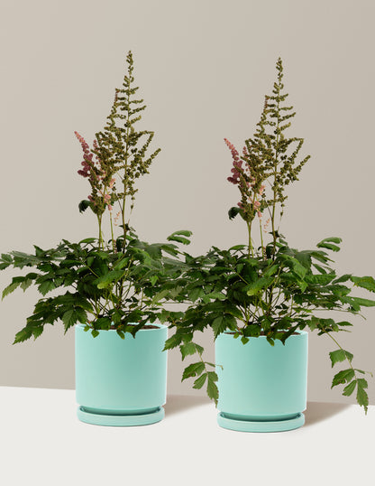 Vision in Pink Astilbe