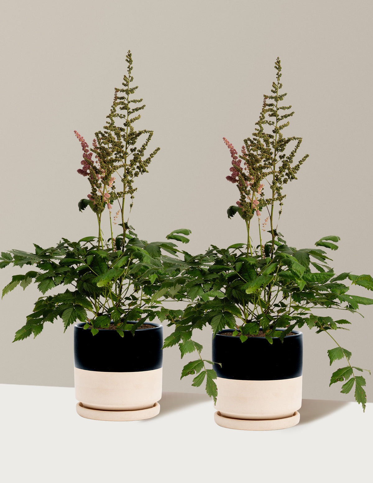 bundle | 1 Gallon - 2-Pack | Isabella | Top Half Black