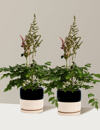 Vision in Pink Astilbe