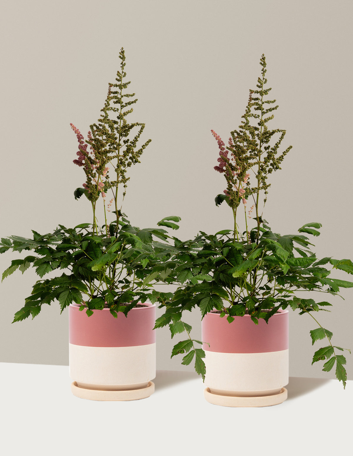 Vision in Pink Astilbe