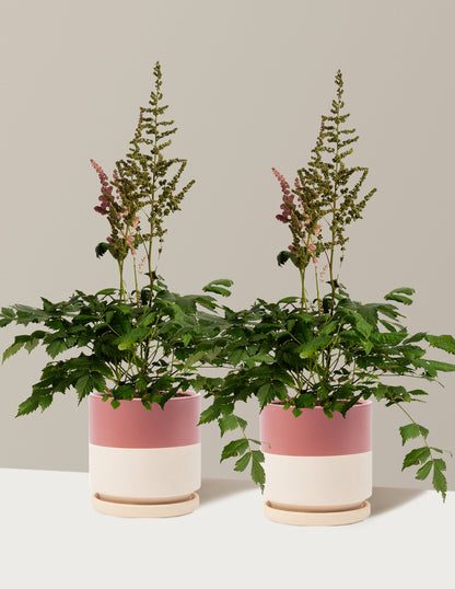 Vision in Pink Astilbe