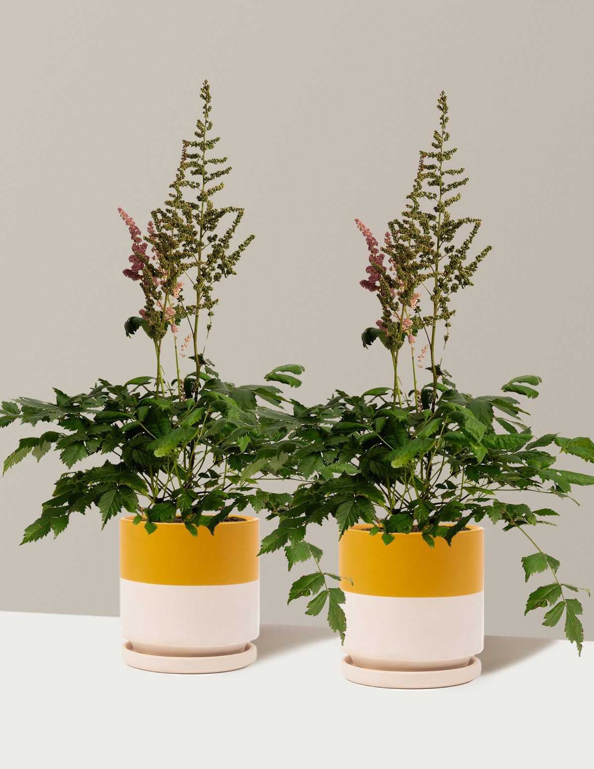 bundle | 1 Gallon - 2-Pack | Isabella | Top Half Mustard
