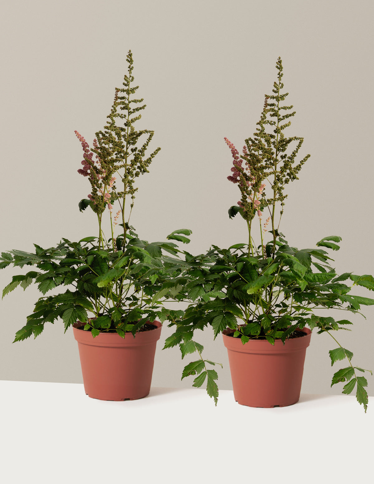 Vision in Pink Astilbe