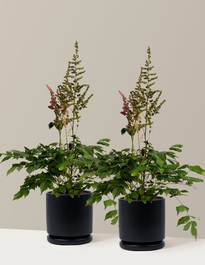 Vision in Pink Astilbe