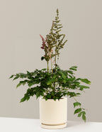 bundle | 1 Gallon - Single | Isabella | Almond