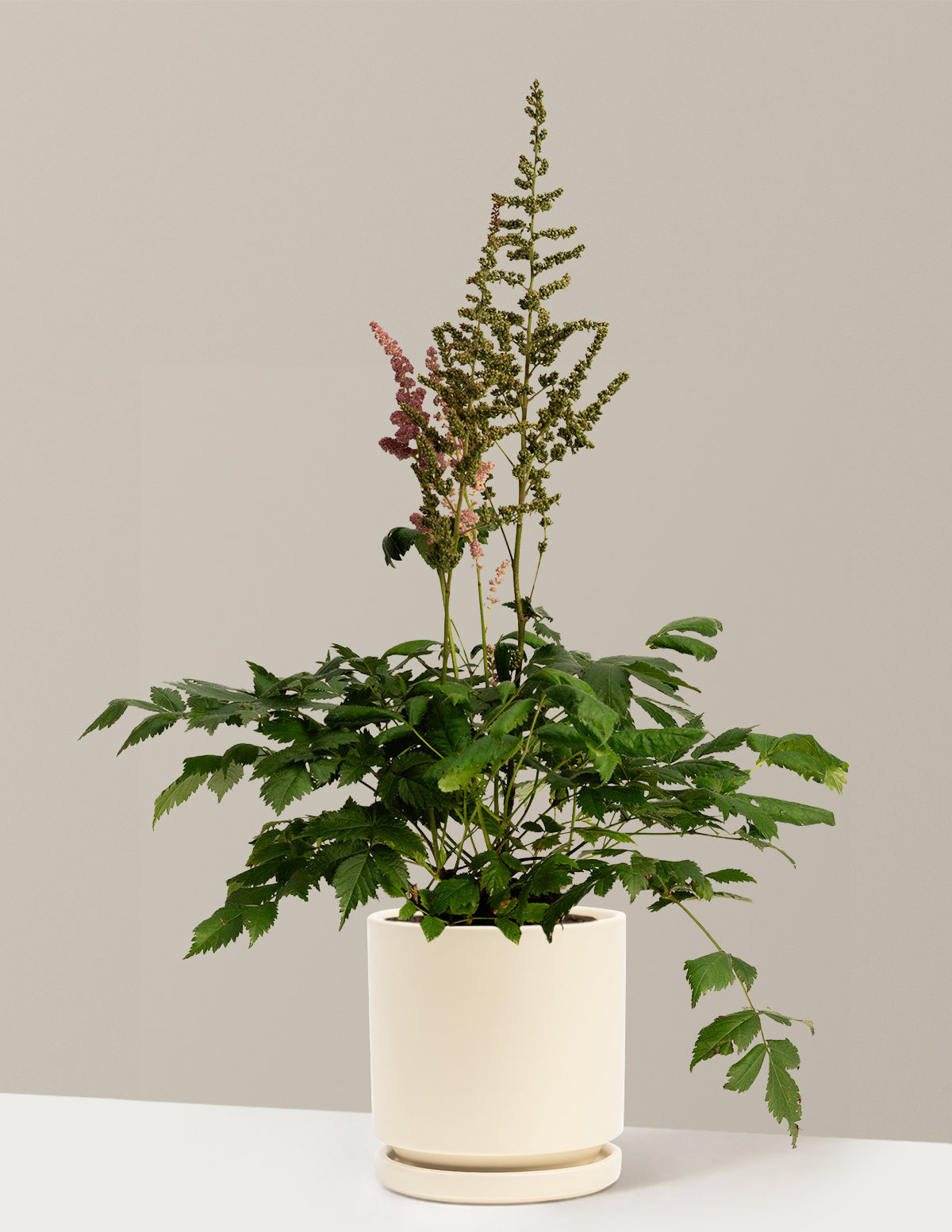 Vision in Pink Astilbe