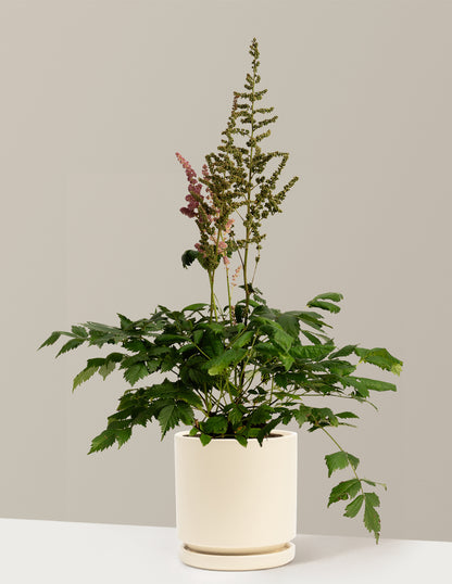 Vision in Pink Astilbe