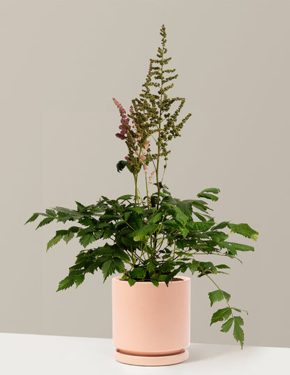 Vision in Pink Astilbe