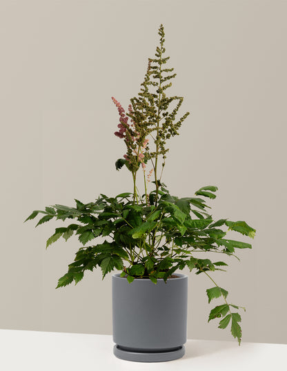 Vision in Pink Astilbe