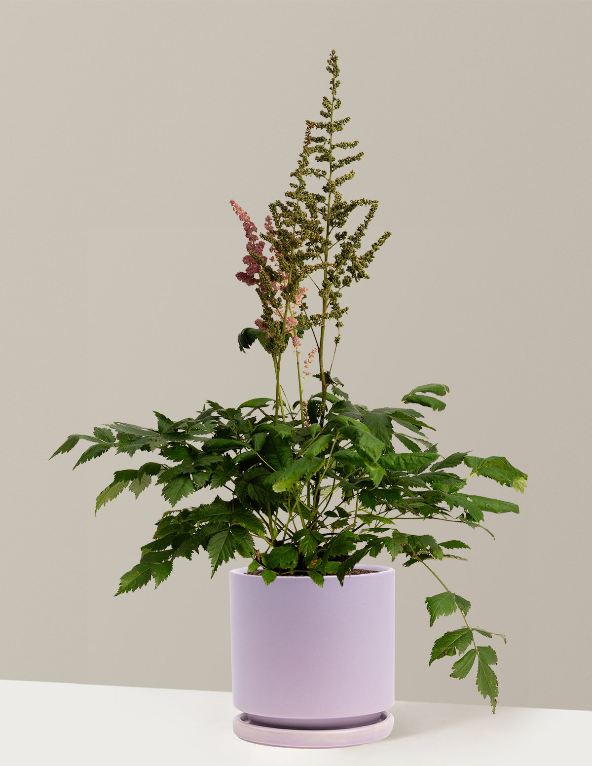 Vision in Pink Astilbe