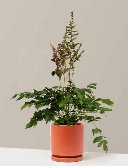Vision in Pink Astilbe