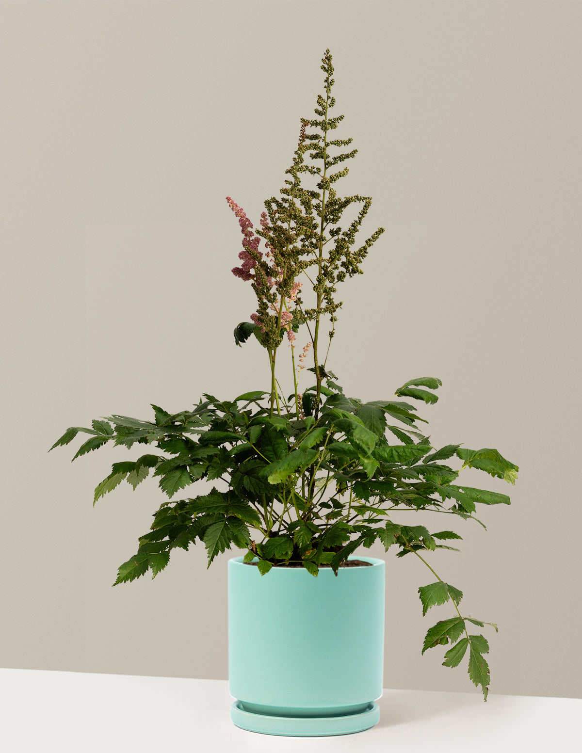 Vision in Pink Astilbe