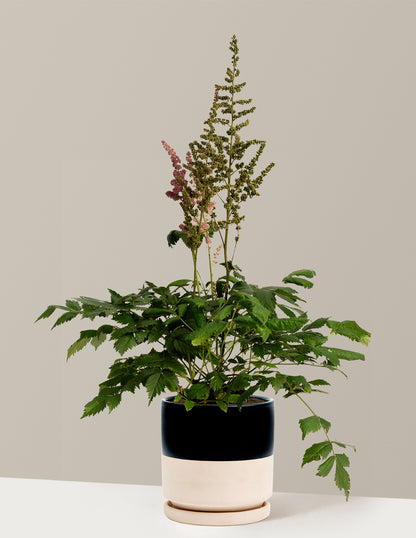 Vision in Pink Astilbe