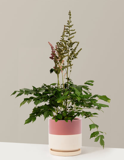 Vision in Pink Astilbe