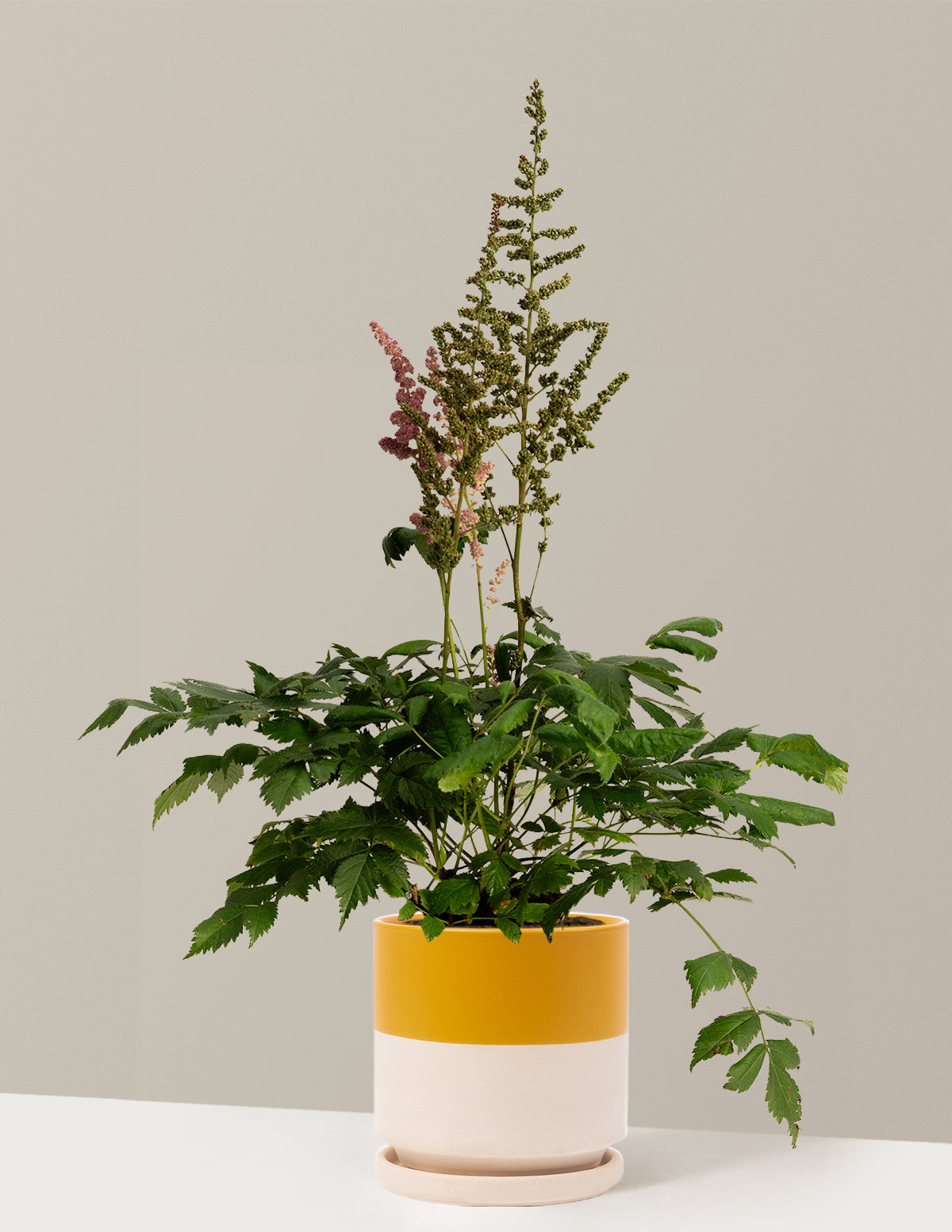 Vision in Pink Astilbe