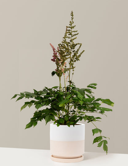 Vision in Pink Astilbe