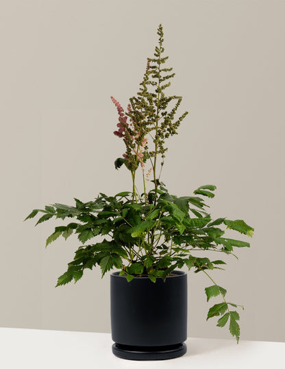 Vision in Pink Astilbe