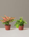 bundle | Medium | Grow Pot