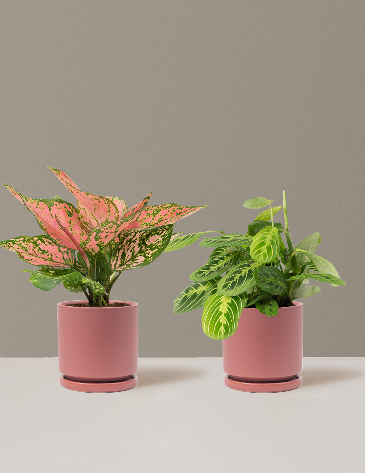 bundle | Medium | Isabella | Dusty Rose