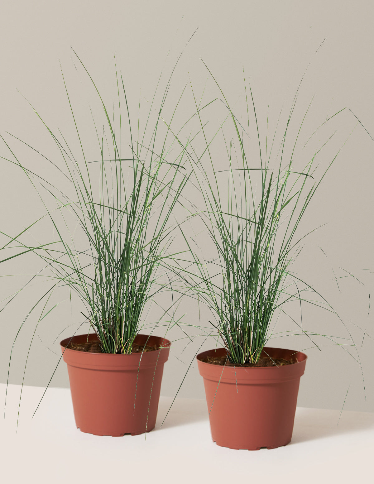 White Cloud Muhly Grass