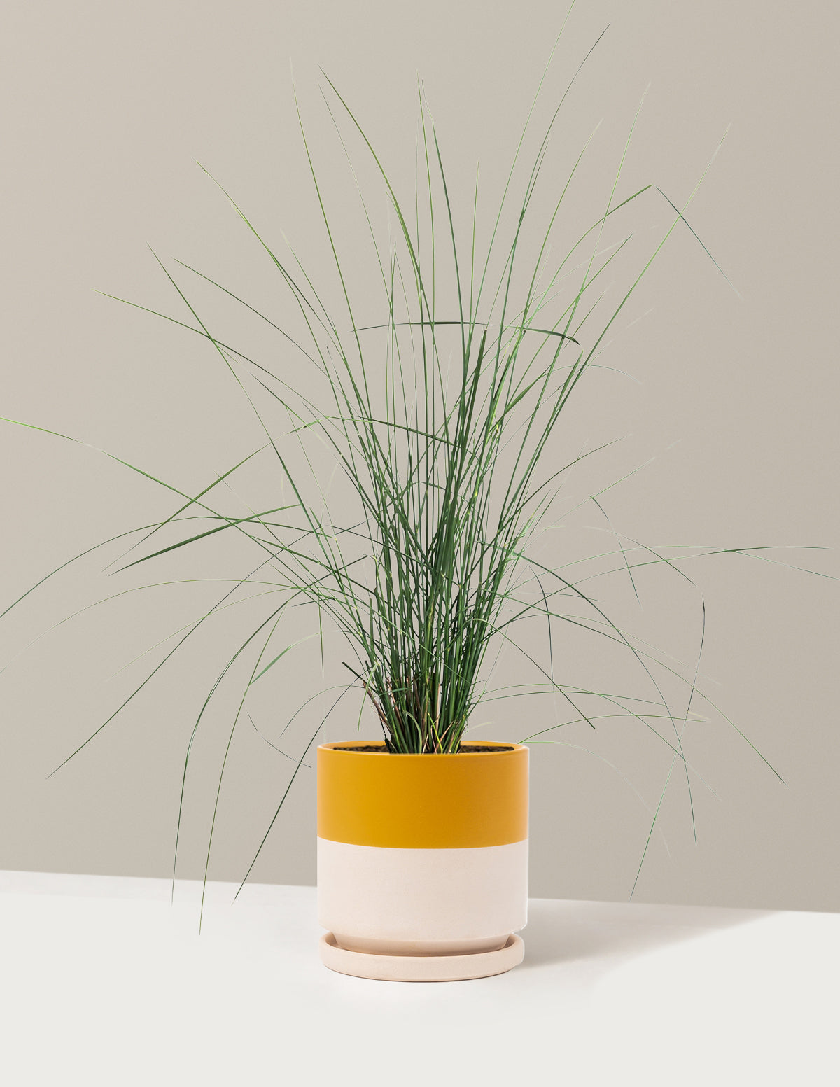 White Cloud Muhly Grass