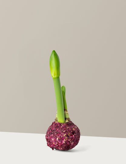 Waxed Amaryllis Bulb
