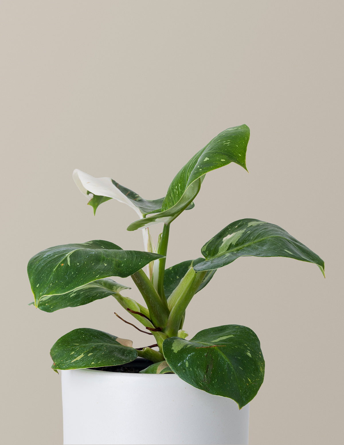 white knight philodendron price Philodendron White Knight