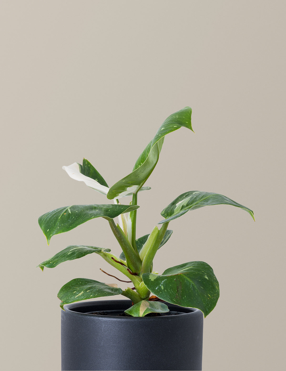 philodendron white knight soil Philodendron White Knight | Houseplants for Delivery
