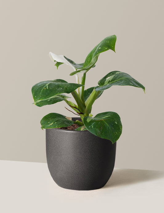 Philodendron White Knight