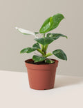 bundle | Medium | Grow Pot
