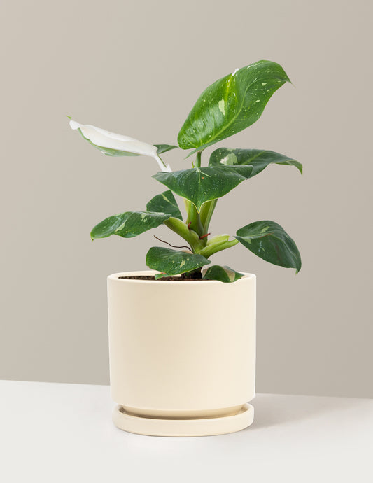 Philodendron White Knight