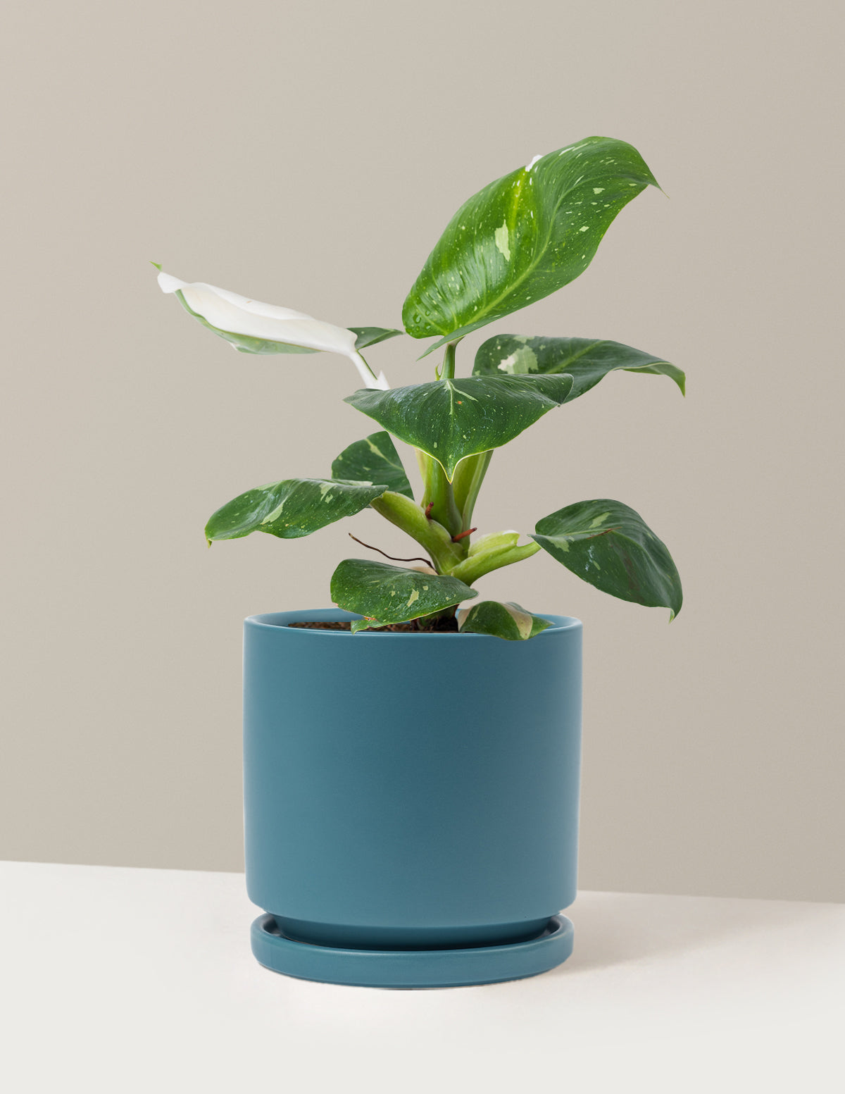 Philodendron White Knight