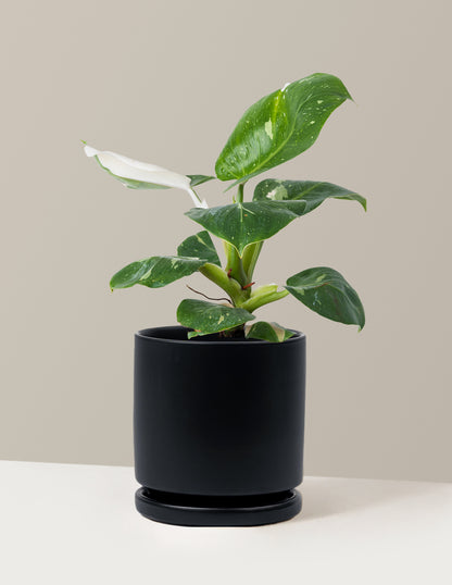 Philodendron White Knight