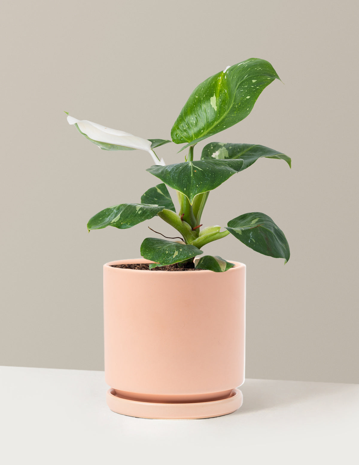 Philodendron White Knight