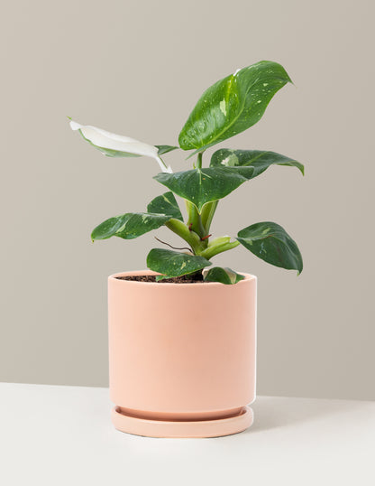 Philodendron White Knight