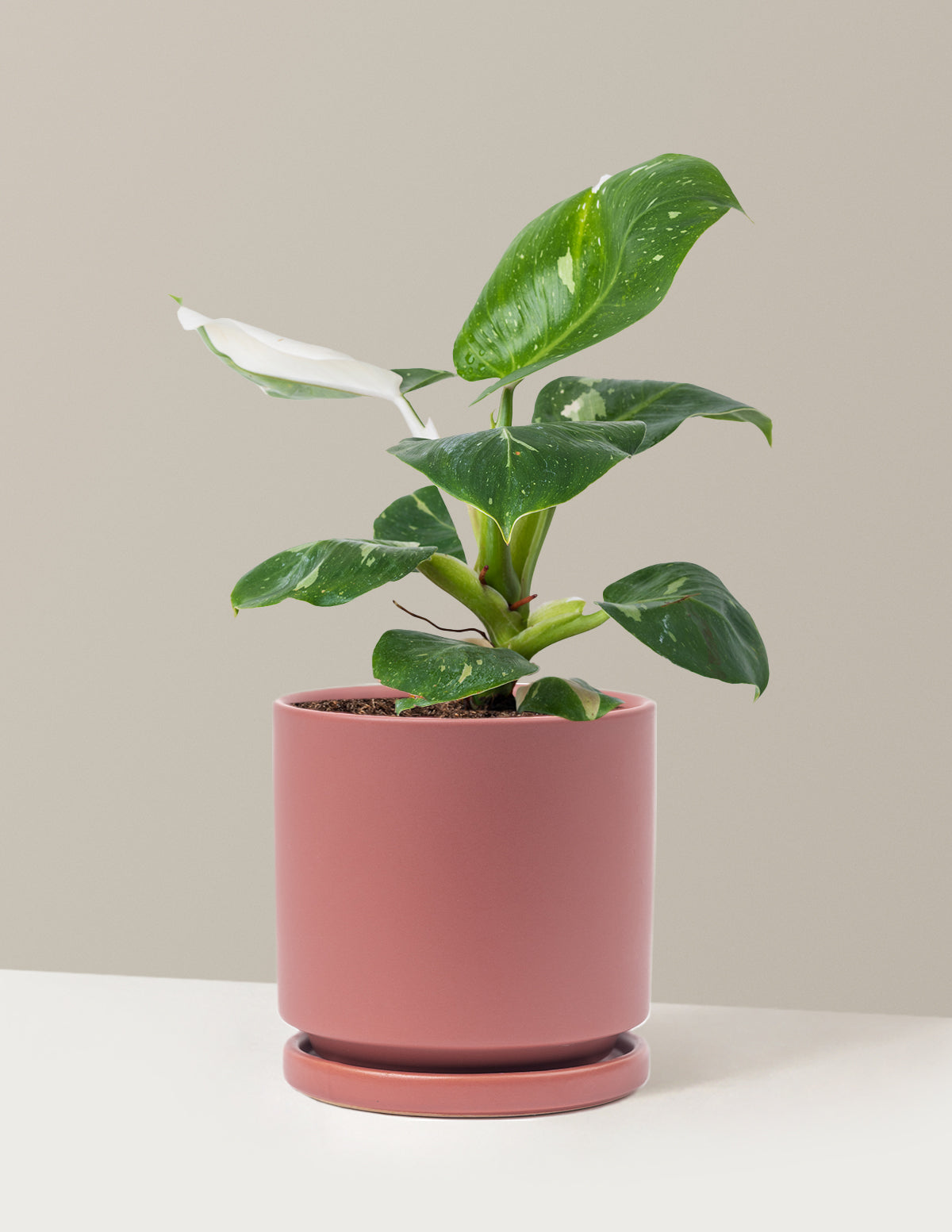 Philodendron White Knight