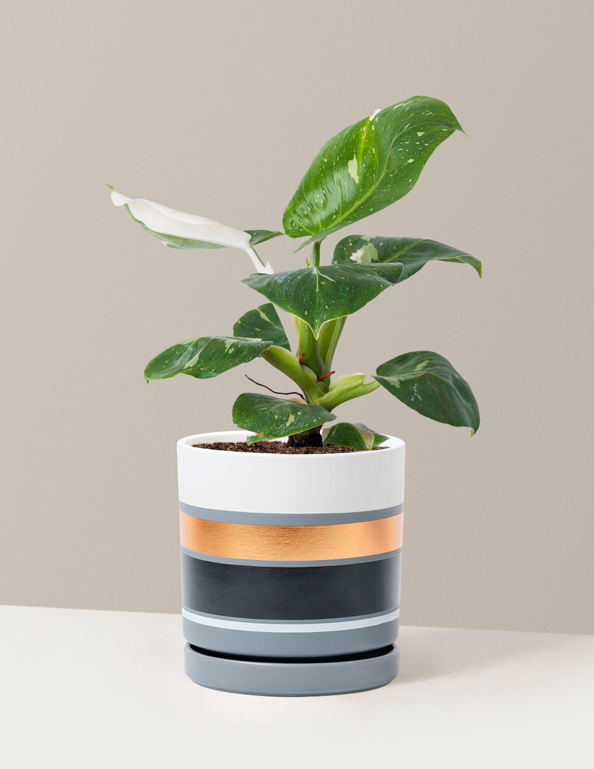 Philodendron White Knight