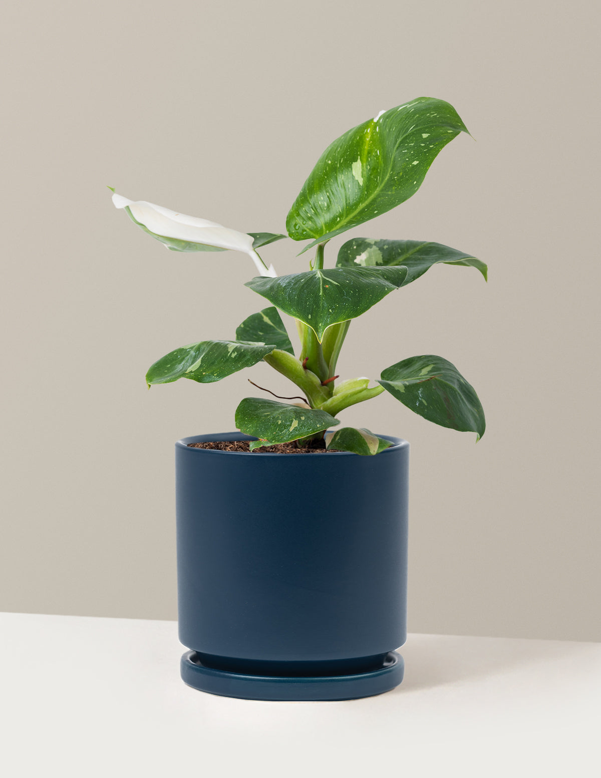 Philodendron White Knight