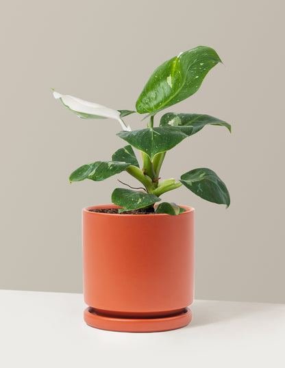 Philodendron White Knight