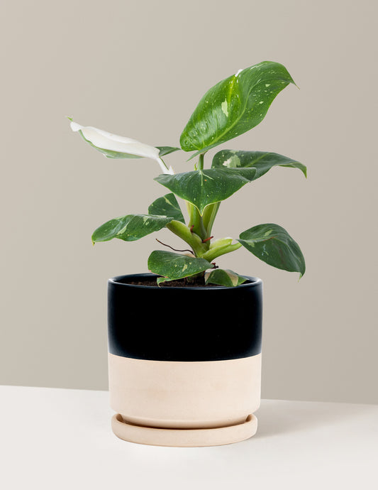 Philodendron White Knight