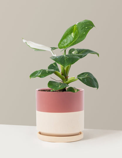 Philodendron White Knight