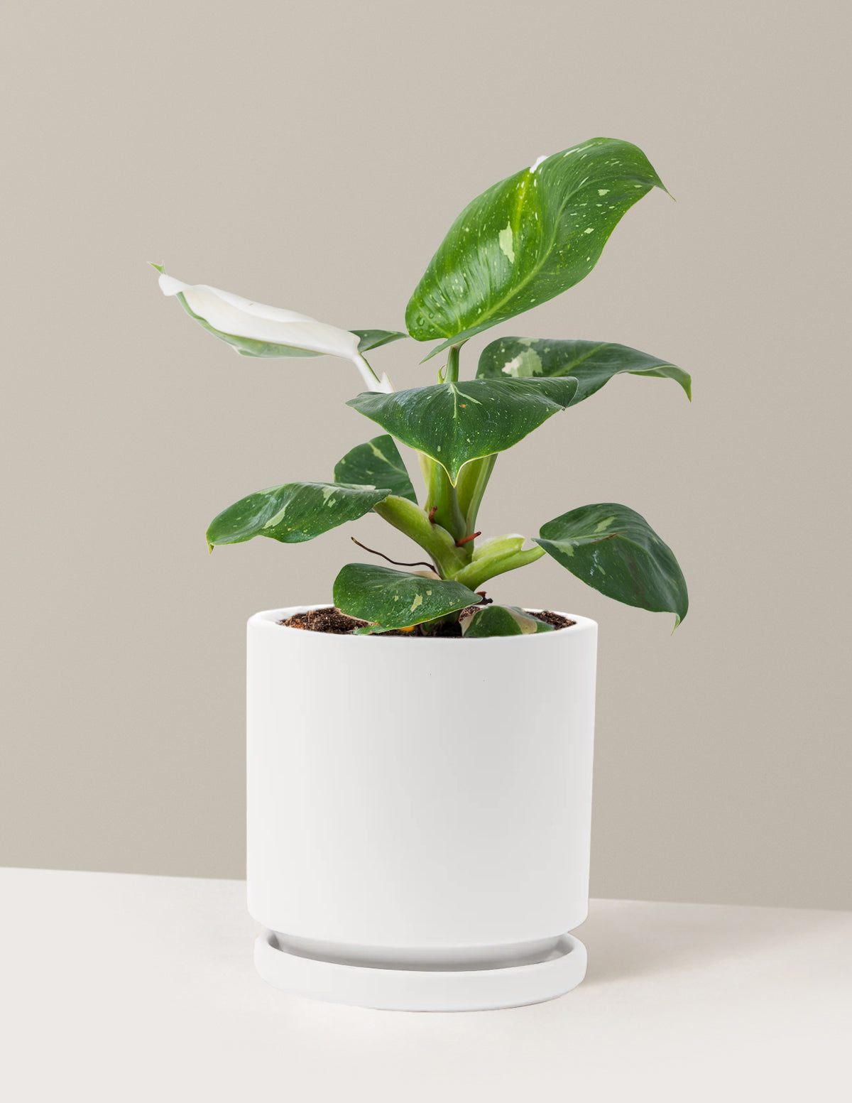 Plant Of The Month Club