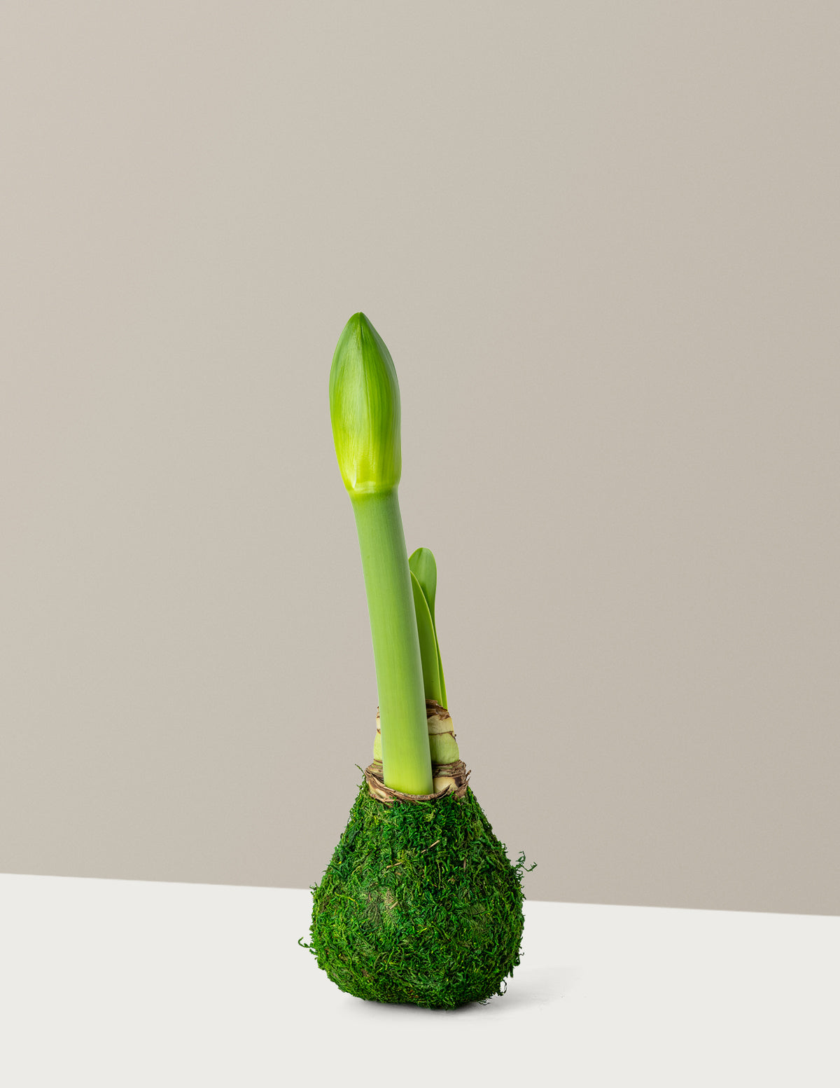 Waxed Amaryllis Bulb