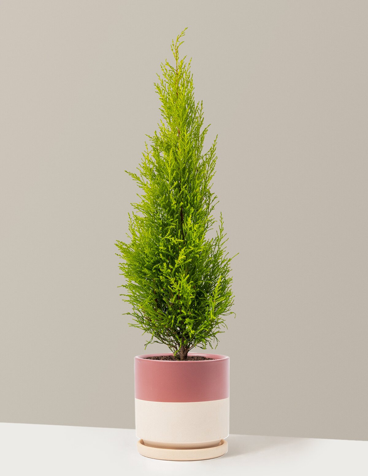 Wilma Goldcrest Lemon Cypress