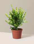 Winter Gem Boxwood