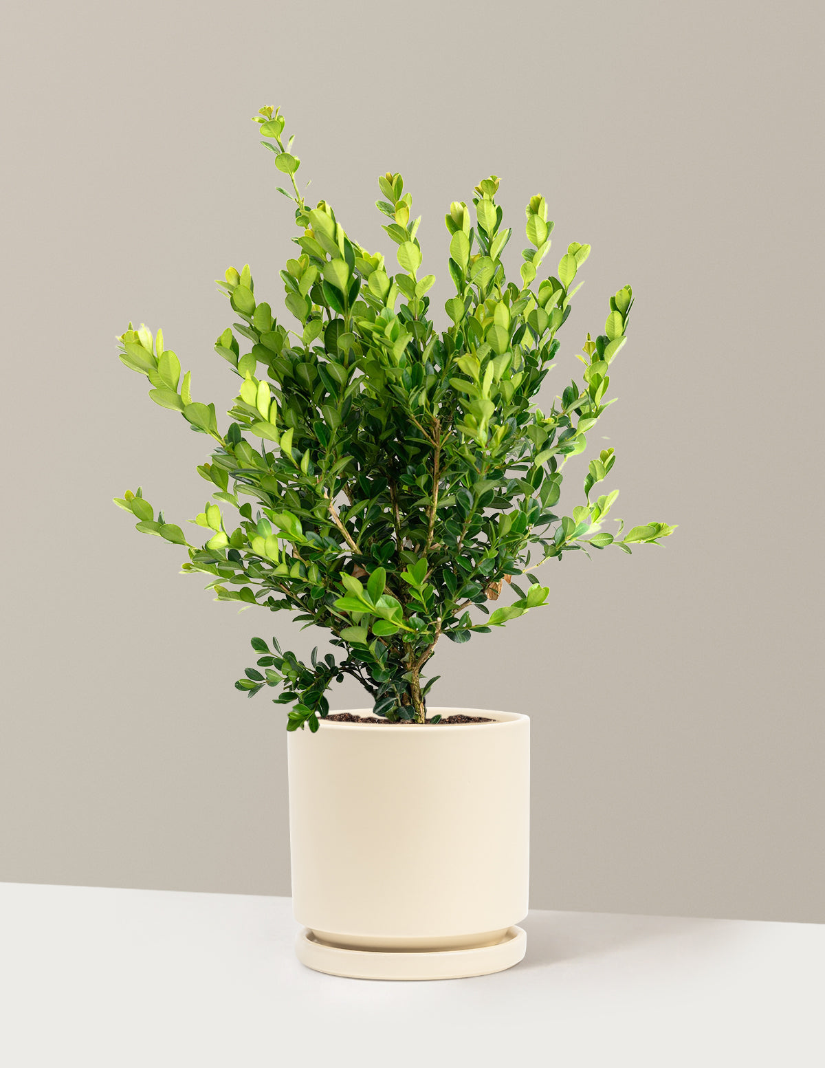 Winter Gem Boxwood